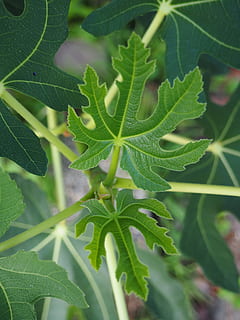 figenblad, figen træ, motor, blad, grøn, natur, have, ung, spire, grøn farve, vækst, plante, grøntsag, ingen mennesker, plante del, tæt på, skønhed i naturen, dag, selektiv fokusering, friskhed, mad, mad og drikke, udendørs, bladvenen, fokus på forgrunden, urt, høj vinkel visning, 4K, CC0, offentligt domæne, royaltyfrie