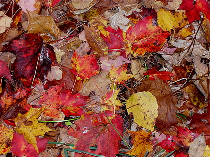 fall, leaves, moist, autumn, season, orange, red, leaf, color, tree, maple, nature, october, november, seasonal, foliage, change, plant part, backgrounds, full frame, dry, no people, day, maple leaf, falling, close-up, outdoors, high angle view, wet, directly above, orange color, natural condition, messy, autumn collection, 2K, CC0, public domain, royalty free