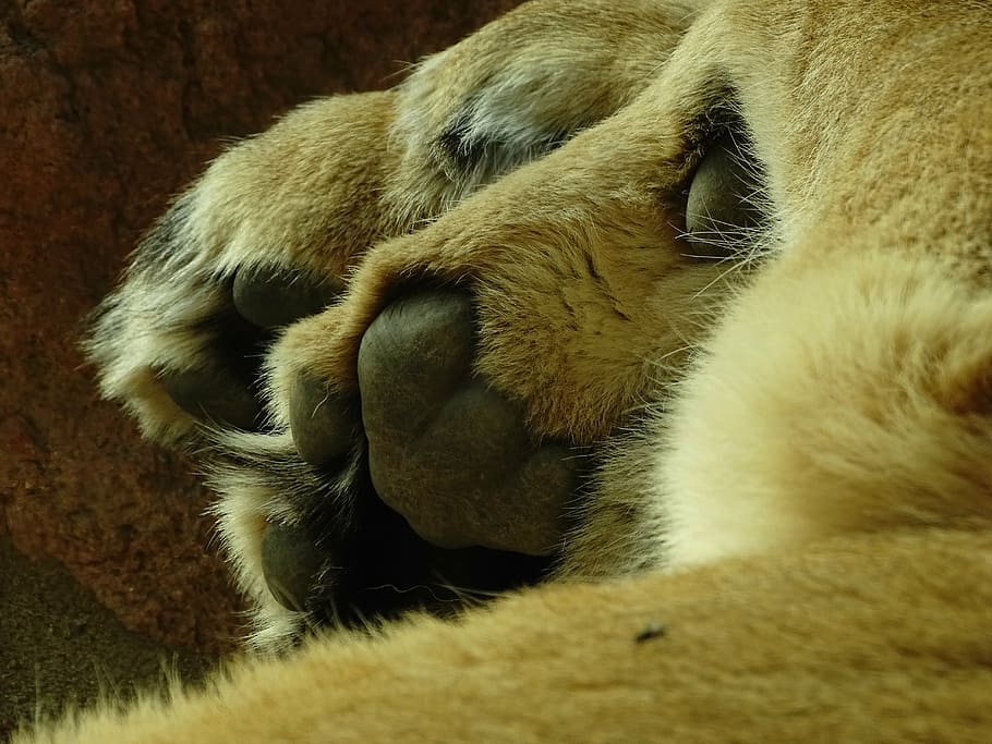 Löwe, Pfote, Tierthemen, Tier, ein Tier, Säugetier, Haustiere, inländisch, Entspannung, Wirbeltier, Katze, Nahansicht, Tierkörperteil, Hauskatze, katzenartig, keine Leute, Tierbein, drinnen, Tierhaar, Eckzahn, Tierkopf, Whisker, 5K