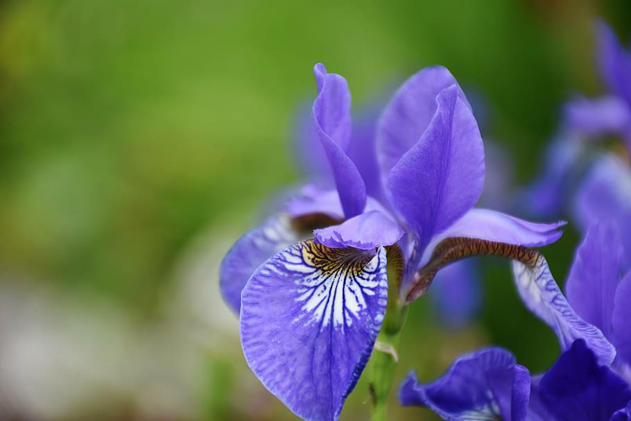 flors de iris blanc i porpra, florir, durant el dia, iris, flor, flora, blau, naturalesa, planta, esperança, bonic, iridàcies, tancar, porpra fosc, porpra, planta ornamental, violeta, flor de color porpra, florit, primavera, estiu, primer pla, planta amb flors, vulnerabilitat, fragilitat, frescor, bellesa a la natura, pètal, inflorescència, creixement, cap de flor, centrar-se en primer pla, cap gent, dia, a l'aire lliure, enfocament selectiu, iris - planta, 5K