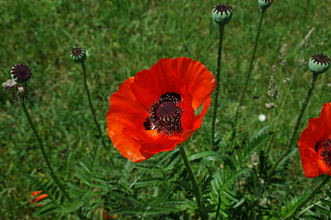 klatschmohn, red, flower, nature, poppy, boll, flowering plant, plant, freshness, petal, beauty in nature, growth, fragility, flower head, inflorescence, vulnerability, close-up, focus on foreground, no people, day, orange color, green color, outdoors, pollen, pollination, 2K, CC0, public domain, royalty free