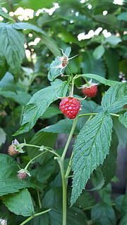 raspberry, red, fruit, leaf, plant part, food, growth, food and drink, healthy eating, berry fruit, plant, green color, freshness, focus on foreground, beauty in nature, close-up, nature, wellbeing, day, no people, tree, outdoors, ripe, 5K, CC0, public domain, royalty free