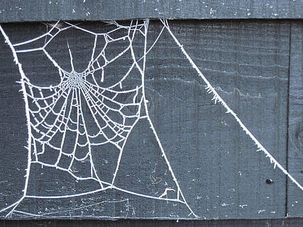 Web, Winter, Ice, White, Frost, december, white, frost, design, nature, spiderweb, frozen, spider, natural, ze, morning, pattern, frosted, fragility, garden, blackboard, cracked, abstract, textured, close-up, ice hockey, no people, sport, backgrounds, full frame, outdoors, day, directly above, white color, damaged, winter sport, cold temperature, architecture, textured effect, 4K, CC0, public domain, royalty free