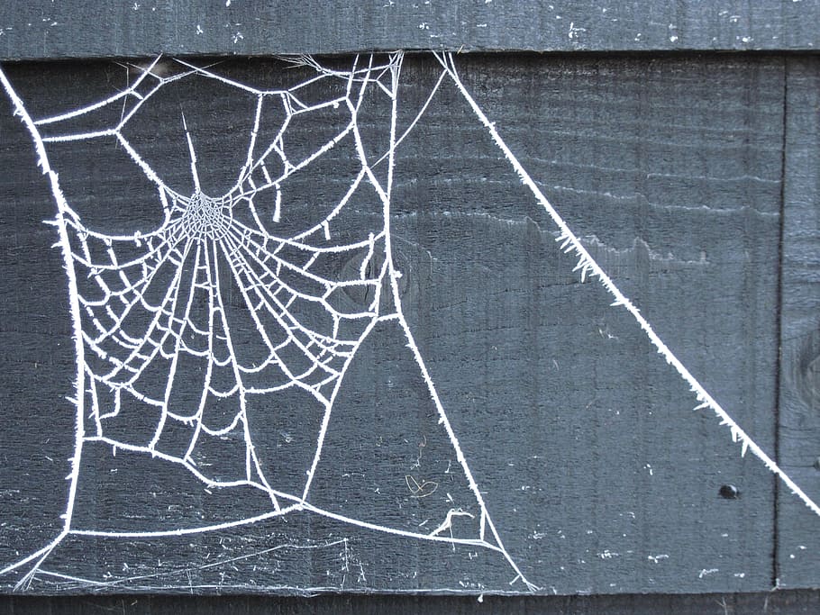 web, hivern, gel, blanc, gelada, desembre, blanc, gelades, disseny, naturalesa, teranyina, congelat, aranya, natural, ze, al matí, patró, gelat, fragilitat, jardí, pissarra, esquerdat, resum, textura, primer pla, hoquei sobre gel, cap gent, esport, fons, marc complet, a l'aire lliure, dia, directament a sobre, Color blanc, espatllat, esport d'hivern, temperatura de fred, arquitectura, efecte texturat, 4K