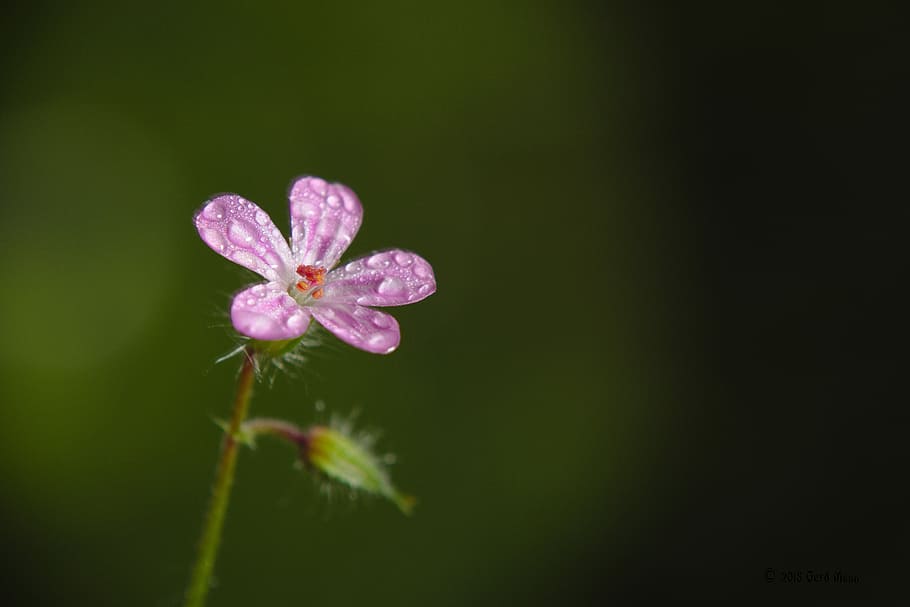 overfladisk, fokus fotografering, lyserød, petaled blomst, forår, Skov, blomst, blomstrende plante, plante, skønhed i naturen, friskhed, sårbarhed, skrøbelighed, vækst, kronblad, tæt på, blomsterstand, blomsterhoved, ingen mennesker, natur, lyserød farve, vand, dråbe, våd, udendørs, pollen, lilla, sort baggrund, 5K