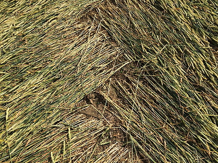grain, crop circle, zigzag, arrière-plans, la nature, foins, modèle, toit de chaume, vue grand angle, plante, plein cadre, journée, personne, champ, agriculture, terre, abondance, ferme, en plein air, herbe, sec, paille, empiler, lumière du soleil, balle, 2K, CC0, domaine public, libre de droits