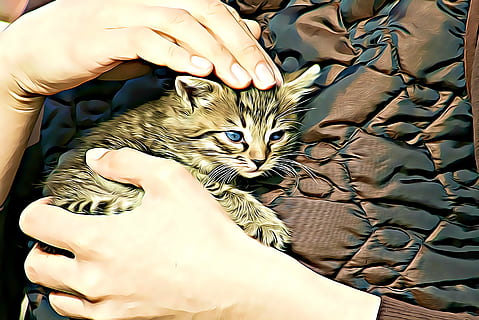 person, innehav, grå, digital grafik, kattunge, katt, husdjur, digital, grafik, fauna, felines, tabby, tamkatt, Kolla på, små, bebis, ung, skydd, djurskydd, adoption, mänsklig hand, mänsklig kroppsdel, djur-, ett djur, inhemsk, däggdjur, kattdjur, riktiga människor, en person, hand, ryggradsdjur, oigenkännlig person, kroppsdel, morrhår, finger, husdjursägare, vård, 2K, CC0, offentligt domän, royaltyfria