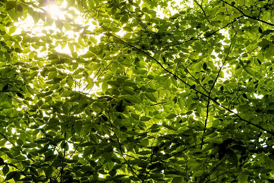branches, green, leaves, tree, leaf, nature, forest, branch, green Color, outdoors, plant, freshness, environment, backgrounds, summer, sunlight, growth, plant part, no people, beauty in nature, day, full frame, food and drink, healthy eating, low angle view, fruit, food, tree canopy, 1080P