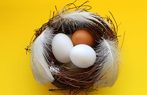 white, brown, eggs, nest, socket, feathers, easter, eating, decoration, domestic hen, birds, nature, egg, animal nest, animal egg, food, holiday, bird, celebration, beginnings, yellow, food and drink, no people, easter egg, nest egg, new life, indoors, vulnerability, fragility, 4K, CC0, public domain, royalty free