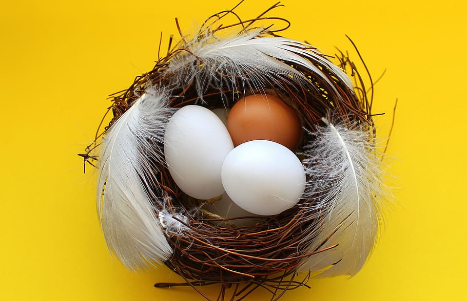 blanc, marró, ous, niu, endoll, plomes, Pasqua, menjar, decoració, gallina domèstica, ocells, naturalesa, ou, niu d’animals, ous d’animals, festa, ocell, celebració, inicis, groc, menjar i beguda, cap gent, ou de Pasqua, estalvis, nova vida, a l'interior, vulnerabilitat, fragilitat, 4K