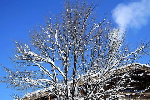 Winter, Schnee, Baum, winterlich, kalt, Natur, Advent, Weihnachten, blauer Himmel, eisig, Frost, Landschaft, Zuhause, Rauchabzug, Kamin, Rauch, Winterzeit, das Wintermärchen, Wintertraum, Pflanze, Himmel, Ast, Schönheit in der Natur, Flachwinkelansicht, keine Leute, kahler Baum, Blau, Tag, klarer Himmel, kalte Temperatur, Ruhe, Wachstum, draußen, weiße Farbe, 4K, CC0, gemeinfrei, lizenzfrei
