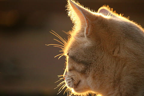 katt, katt ansikt, lys, kveldslampe, høst, makrell, kattportrett, ett dyr, dyr, dyre temaer, pattedyr, kjæledyr, husdyr, innenlands, feline, huskatt, dyr kroppsdel, nærbilde, dyr hode, virveldyr, værhår, ingen folk, fokusere på forgrunnen, innendørs, lukkede øyne, dyrehår, profilvisning, dyr munn, tabby, dyr øye, 5K, CC0, offentlig domene, opphavsrett gratis