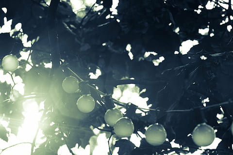 albero a foglie verdi, il giro, stringa, luci, ramo, luci di stringa, bulbi, alberi, natura, luce del sole, i raggi del sole, albero, nessuno, defocused, all'aperto, giorno, freschezza, avvicinamento, pianta, crescita, foglia, parte vegetale, frutta, Inquadratura dal basso, cibo e bevande, cibo, mangiare sano, albero da frutta, concentrarsi sulle conoscenze acquisite, benessere, 5K, CC0, dominio pubblico, privo di copyright