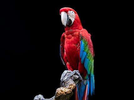 rosso, blu, scarlatto, uccello, pappagallo, ara, ala verde, colorato, piume, animale, colore, isolato, primavera, conto, piumaggio colorato, tropicale, ritratto animale, vertebrato, temi animali, animali allo stato selvatico, fauna selvatica, appollaiati, un animale, Ara scarlatta, nessuno, avvicinamento, sfondo nero, legno - materiale, natura, becco, all'aperto, copia spazio, 1080P, CC0, dominio pubblico, privo di copyright
