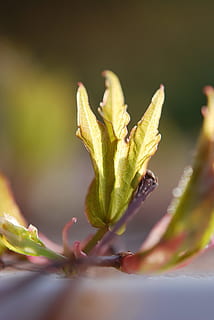primavera, branca, groc, verd, bokeh, sol, llums, fons de primavera, llums de fons, brilli, color, estiu, llums borroses, assolellat, borrós, primer pla, planta, enfocament selectiu, creixement, bellesa a la natura, flor, naturalesa, cap gent, inicis, part de la planta, full, vulnerabilitat, fragilitat, planta amb flors, nova vida, frescor, dia, a l'aire lliure, color verd, brot, sepal, 4K, CC0, domini públic, lliure de regalies