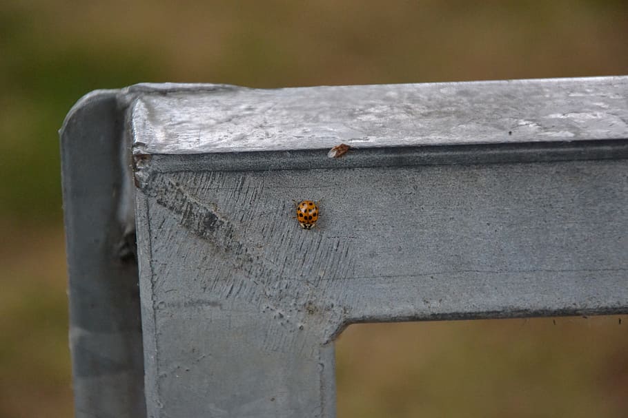 joaninha, besouro, inseto, natureza, vermelho, verão, objetivo, invertebrado, temas animais, animal, animais em estado selvagem, animais selvagens, um animal, fechar-se, dia, madeira - material, ao ar livre, ninguém, focar em primeiro plano, praga, metal, pequeno, foco seletivo, formiga, rastejando, concreto, 4K