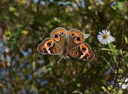 colorata farfalla buckeye, arancia, Marrone, farfalla, superiore, pianta, stelo, modello, Ali, insetto, temi animali, animale, fauna selvatica, un animale, animali allo stato selvatico, fiore, concentrarsi sulle conoscenze acquisite, avvicinamento, invertebrato, ala animale, natura, farfalla - insetto, bellezza nella natura, nessuno, giorno, pianta fiorita, albero, segni di animali, testa di fiore, impollinazione, 2K, CC0, dominio pubblico, privo di copyright
