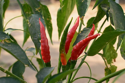 Baum, Obst, grünes Gras, frisch, Blatt, Grün, Gras, Natur, Lebensmittel, Pflanze, Obstgarten, saftig, draußen, Blätter, Chili, rot, grüne Farbe, keine Leute, Aloe, Wachstum, Pflanzenteil, Frische, Nahansicht, Schönheit in der Natur, Chili-Pfeffer, Tag, Pfeffer, würzen, Fokus auf den Vordergrund, Blume, blühende Pflanze, Zerbrechlichkeit, 5K, CC0, gemeinfrei, lizenzfrei