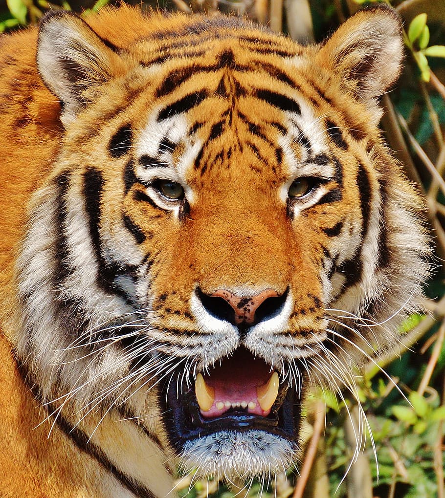 brun tiger, tiger, rovdyr, pels, smuk, farligt, kat, dyreliv fotografering, dyr verden, tierpark hellabrunn, München, dyr, dyre temaer, et dyr, dyreliv, stor kat, feline, dyr i naturen, pattedyr, tæt på, dyr kropsdel, fokus på forgrunden, ingen mennesker, dyr hoved, bakkenbart, carnivora, hvirveldyr, portræt, udendørs, dyre mund, munden åben, 2K