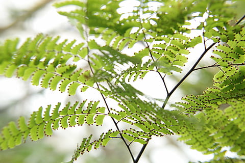 nature, leaves, tiny, green, plant, macro, detail, closeup, light, tree, leaf, branch, freshness, forest, green Color, growth, season, environment, close-up, outdoors, springtime, plant part, beauty in nature, no people, day, focus on foreground, backgrounds, selective focus, tranquility, full frame, coniferous tree, 4K, CC0, public domain, royalty free