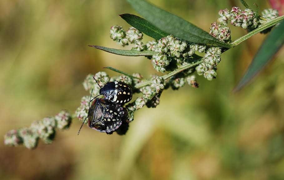 escarabat, insecte, negre, tacat, artròpode, naturalesa, planta, cap gent, centrar-se en primer pla, bellesa a la natura, primer pla, animals a la natura, animal, fauna animal, fruites de baies, temes d'animals, fruita, color negre, dia, arbre, invertebrat, creixement, a l'aire lliure, flor, alimentació saludable, 2K