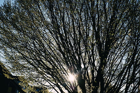 sole mattutino, brilla, albero, il sole del mattino splende, natura, all'aperto, cielo, ramo, foresta, Inquadratura dal basso, nessuno, tronco d'albero, pianta, crescita, sole, bellezza nella natura, luce del sole, la tranquillità, giorno, riflesso lente, tronco, raggio di sole, scenics - natura, silhouette, baldacchino di albero, streaming, illuminata, 4K, CC0, dominio pubblico, privo di copyright
