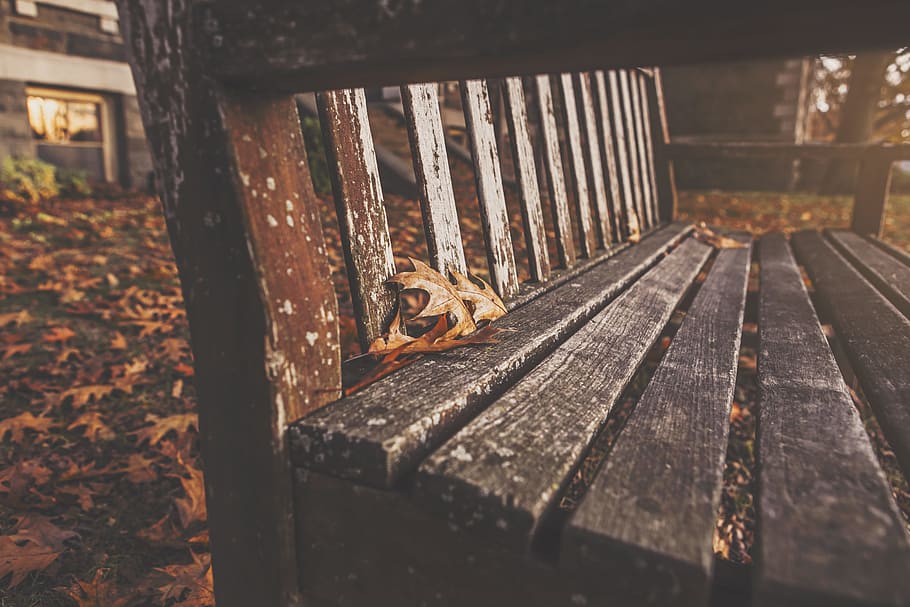 lemn, bancă, parc, toamnă, cădea, rustic, scaun, animal, animale tematice, un animal, animale sălbatice, nici o persoana, zi, animale în sălbăticie, lemn - material, a închide, metal, natură, animale vertebrate, selectiv, în aer liber, nevertebrat, insectă, să se concentreze asupra primelor elemente, arhitectură, construită, vedere în unghi mare, 5K