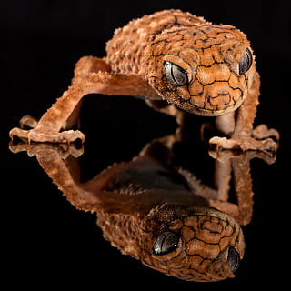 photo, brown, leopard gecko, gecko, rough knob, lizard, australia, knob-tailed, reptile, central, wildlife, smile, animal themes, one animal, studio shot, black background, animal wildlife, animal, animal body part, vertebrate, close-up, indoors, animal head, animals in the wild, no people, snake, portrait, nature, night, animals in captivity, animal scale, poisonous, animal eye, 4K, CC0, public domain, royalty free