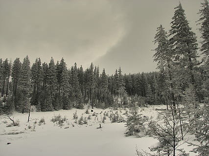 vinter, træer, sne, kold, frost, pift, stå på ski, bjerge, januar, februar, is, himmel, Skov, landskab, fjern, træ, plante, kold temperatur, skønhed i naturen, ro, scenics - natur, jord, rolig scene, natur, ikke-urbane scene, miljø, ingen mennesker, dag, sky - himmel, fyrretræ, nåletræ, fyrreskov, 2K, CC0, offentligt domæne, royaltyfrie