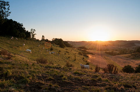 Feld, wolkig, Himmel, tagsüber, Foto, Grün, Gras, golden, Stunde, Kühe, Tiere, Felder, Sonnenuntergang, Landwirtschaft, Land, ländlich, Sonne, Landschaft, Sonnenlicht, Natur, szenen, draußen, keine Leute, Baum, ländliche Szene, Umgebung, Pflanze, Szenen - Natur, Schönheit in der Natur, Ruhe, ruhige Szene, Berg, klarer Himmel, Nicht-städtische Szene, hell, 4K, CC0, gemeinfrei, lizenzfrei