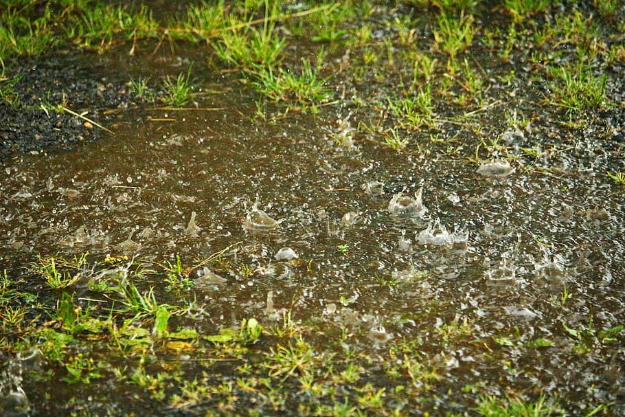 erba verde, pioggia, pozzanghera, gocciolare, acqua, goccia di pioggia, tempesta, tempo metereologico, piovere, piscina, pianta, natura, nessuno, crescita, giorno, colore verde, erba, terra, all'aperto, animale, bagnato, bellezza nella natura, temi animali, la tranquillità, fauna selvatica, campo, sporco, zone umide, palude, fango, 5K