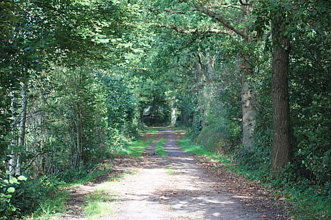 sentiero nel bosco, lontano, foresta, paesaggio, umore, albero, pianta, direzione, la strada davanti, terra, crescita, sentiero, colore verde, natura, la tranquillità, bellezza nella natura, fogliame lussureggiante, bosco, nessuno, giorno, fogliame, strada, scena tranquilla, prospettiva decrescente, all'aperto, pista, 5K, CC0, dominio pubblico, privo di copyright
