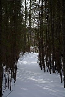 forest, path, snowy, pathway, walk, winter, white, tree, plant, tranquility, beauty in nature, tranquil scene, land, scenics - nature, no people, nature, cold temperature, growth, non-urban scene, day, snow, woodland, water, reflection, outdoors, 5K, CC0, public domain, royalty free