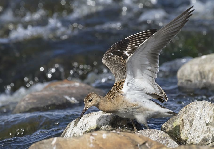 ruff, poder, riu, ràpids, aigua, flux, ocell, estiu, puurijärvi, naturalesa, vida salvatge, animal, mar, ploma, bec, gavina, animals a la natura, fauna animal, temes d'animals, vertebrats, ales separades, volant, rock, sòlid, rock - object, grup d’animals, moviment, cap gent, dia, centrar-se en primer pla, ala dels animals, batent, 2K