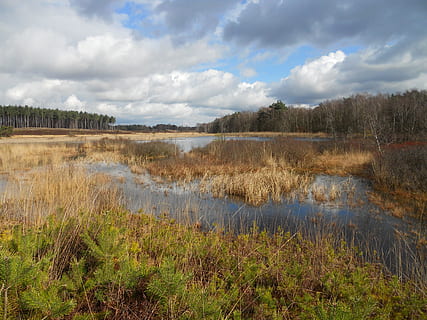 heide, ven, water, wolk - lucht, hemel, fabriek, gras, scenics - natuur, kalmte, rustige scène, meer, natuur, schoonheid in de natuur, geen mensen, niet-stedelijke scène, dag, milieu, land-, boom, reflectie, wetland, buitenshuis, moeras, 4K, CC0, publiek domein, royaltyvrij