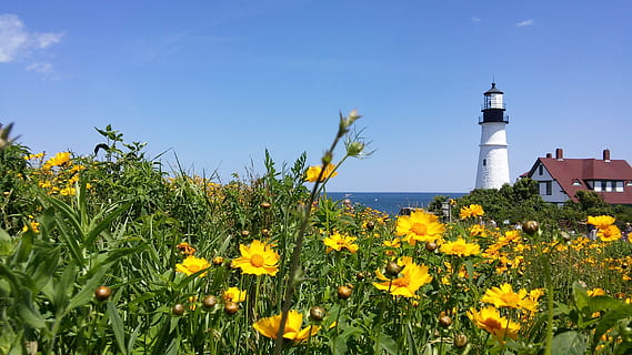 Bett, Gelb, Blumen, Leuchtturm, Coreopsis, Lanceolata, Coreopsis, lanceolata, lanceleaf, Leuchtfeuer, Maine, Küste, Neu England, Wahrzeichen, Meer, atlantisch, Ozean, Himmel, szenisch, Reise, Park, die Architektur, Tourismus, Portland, Scheinwerfer, Cape Elizabeth, Fort Williams, Portland Scheinwerfer, Sommer-, Blume, Pflanze, Richtung, Gebäudehülle, Wachstum, Turm, blühende Pflanze, gebaute Struktur, Gebäude, Beratung, Natur, Tag, Land, Frische, klarer Himmel, Schönheit in der Natur, keine Leute, draußen, Blütenkopf, 2K, CC0, gemeinfrei, lizenzfrei