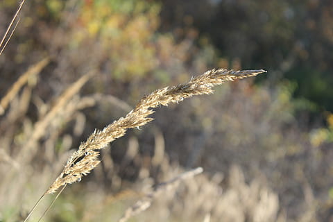 halm, erba, prato, vicino, autunno, pianta, sfocato, flora, asciutto, concentrarsi sulle conoscenze acquisite, avvicinamento, crescita, giorno, natura, nessuno, bellezza nella natura, all'aperto, luce del sole, la tranquillità, terra, agricoltura, campo, messa a fuoco selettiva, raccolto, vulnerabilità, pianta di cereali, Marrone, gambo, 5K, CC0, dominio pubblico, privo di copyright