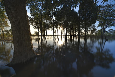 calm, body, water, sunset, outdoor, tree, background, nice, natural, green, beauty, sky, full color, plant, travel, spring, season, scenery, outdoors, neck, single, the sun, reflect, impressive, the park, tropical, forest, scene, autumn, scenic, wave, the morning, alone, sunrise, sad, reflection, lake, tranquility, tranquil scene, beauty in nature, scenics - nature, growth, nature, no people, tree trunk, trunk, non-urban scene, day, idyllic, reflection lake, 8K, CC0, public domain, royalty free