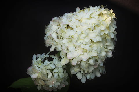 ortanca, çiçek, hydrangeas, siyah arka plan, kapatmak, Güvenlik açığı, stüdyo çekimi, kırılganlık, tazelik, taçyaprağı, çiçekli bitki, bitki, doğada güzellik, Beyaz renk, büyüme, çiçek kafa, çiçeklenme, doğa, içeriye, insansız, Çiçek demeti, 5K, CC0, kamu malı, telif ücretsiz