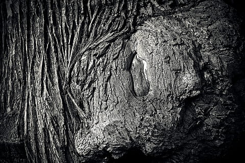træ, bark, log, natur, stamme, Skov, struktur, knothole, tæt, gammel, baggrund, knudrede, mønster, forvitret, korn, træstruktur, gammelt træ, nuancer af brun, forvitring, sort hvid, sort og hvid, sort, hvid, sw, tekstureret, træstamme, bagagerum, ru, baggrunde, naturligt mønster, fuld ramme, tæt på, ingen mennesker, plantebark, plante, træ - materiale, udendørs, dag, skønhed i naturen, ro, tekstureret effekt, 4K, CC0, offentligt domæne, royaltyfrie
