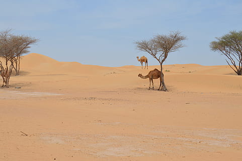 deserto, cammello, Arabo, terra, paesaggio, ambiente, albero, temi animali, sabbia, cielo, mammifero, animale, pianta, natura, nessuno, clima, clima arido, un animale, scenics - natura, fauna selvatica, duna di sabbia, giorno, all'aperto, 5K, CC0, dominio pubblico, privo di copyright