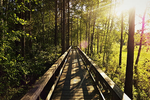 bosque, árbol, solar, puesta de sol, Suecia, naturaleza, puente, parque Nacional, tienda mosse, hermosamente, al aire libre, escena tranquila, día, planta, dirección, el camino a seguir, luz del sol, conexión, tierra, crecimiento, tranquilidad, belleza en la naturaleza, perspectiva decreciente, transporte, barandilla, material de madera, nadie, puente - estructura hecha por el hombre, puente peatonal, 2K, CC0, dominio público, libre de derechos