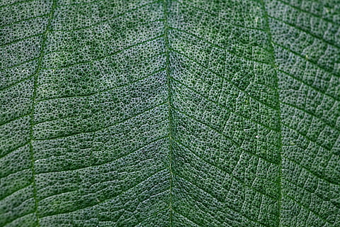 primer pla, foto, verd, full, fulla verda, tèxtil, fullatge, naturalesa, macro, planta, fons, color verd, patró, textura, vena de la fulla, frescor, medi ambient, resum, botànica, marc complet, cap gent, part de la planta, creixement, patró natural, dia, a l'aire lliure, bellesa a la natura, primer pla extrem, directament a sobre, efecte texturat, 5K, CC0, domini públic, lliure de regalies