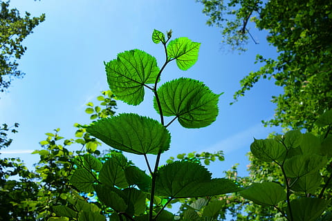niedrig, Winkel Fotografie, Grün, blätterte, Pflanzen, Blatt, Laub, Ast, Baum, Wald, neues grün, Frühlingsgrün, blaue Himmel, Hintergrundbeleuchtung, Sonnenlicht, hell, Pflanzenteil, Pflanze, grüne Farbe, Himmel, Wachstum, Natur, keine Leute, Schönheit in der Natur, Flachwinkelansicht, Blau, Tag, draußen, Nahansicht, Frische, klarer Himmel, Ruhe, Blätter, 5K, CC0, gemeinfrei, lizenzfrei