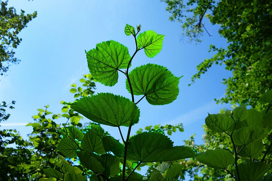 niedrig, Winkel Fotografie, Grün, blätterte, Pflanzen, Blatt, Laub, Ast, Baum, Wald, neues grün, Frühlingsgrün, blaue Himmel, Hintergrundbeleuchtung, Sonnenlicht, hell, Pflanzenteil, Pflanze, grüne Farbe, Himmel, Wachstum, Natur, keine Leute, Schönheit in der Natur, Flachwinkelansicht, Blau, Tag, draußen, Nahansicht, Frische, klarer Himmel, Ruhe, Blätter, 5K