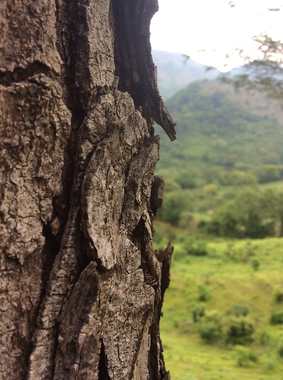albero, natura, tronco, inverno, Lena, legna, verde, asciutto, tronco d'albero, concentrarsi sulle conoscenze acquisite, giorno, nessuno, pianta, strutturato, avvicinamento, abbaiare, legno - materiale, ruvido, crescita, all'aperto, terra, bellezza nella natura, la tranquillità, modello naturale, ambiente, effetto strutturato, 2K