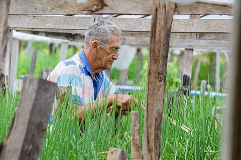 arbejder, Mark, Roca, senior voksen, herrer, senior mænd, mennesker, udendørs, landbrug, en person, pensionering, landmand, voksen, hanner, landlige scene, gård, havearbejde, moden voksen, gråt hår, smilende, plante, vækst, selektiv fokusering, bedrift, beskæftigelse, stående, mad, organisk, modne mænd, omsorg, 5K, CC0, offentligt domæne, royaltyfrie