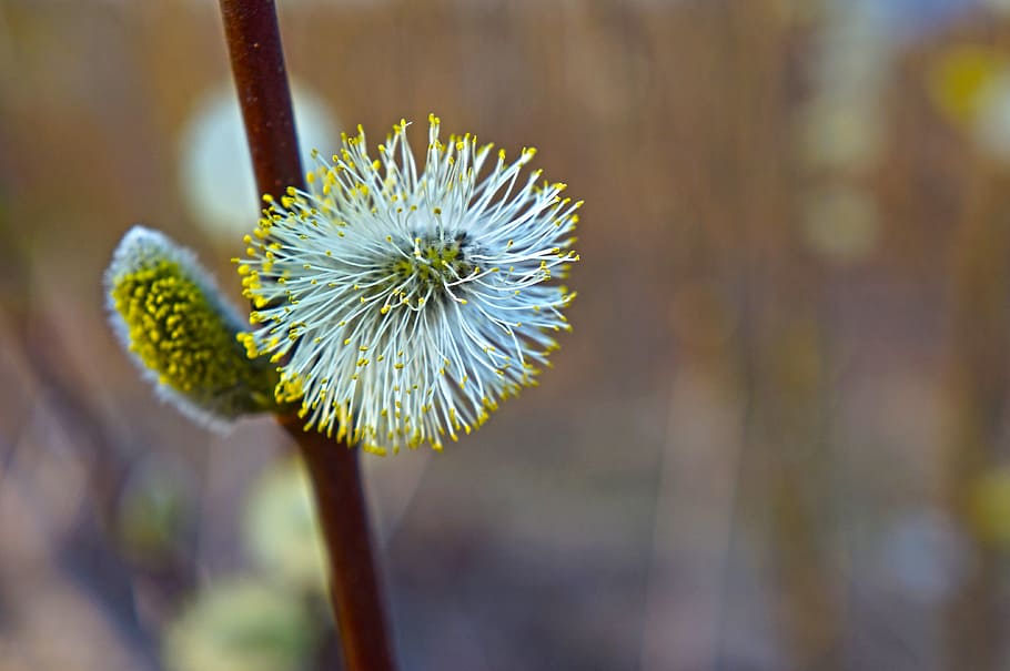 verba, brot, primavera, branca, naturalesa, ronyó, macro, flor, planta amb flors, planta, frescor, centrar-se en primer pla, fragilitat, vulnerabilitat, primer pla, bellesa a la natura, creixement, cap gent, tija de la planta, inflorescència, dia, cap de flor, a l'aire lliure, pètal, salze de cony, 4K