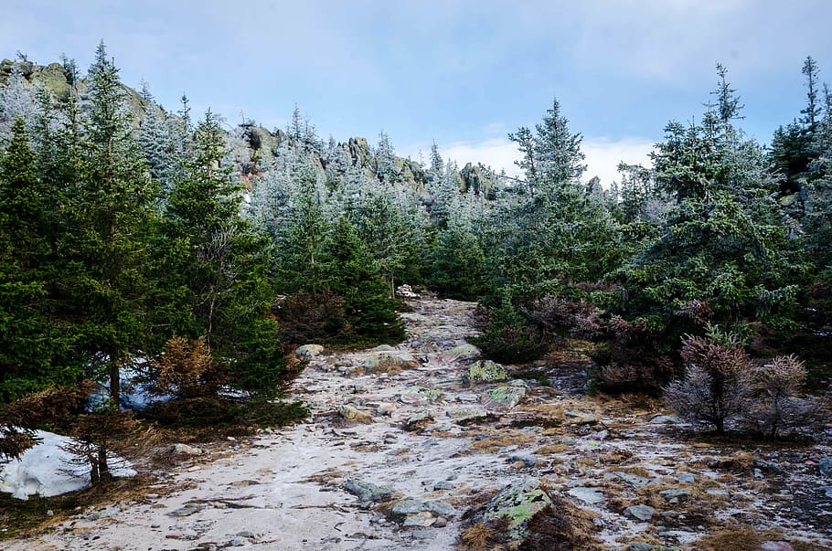 neu, cobert, pins, durant el dia, naturalesa, paisatge, camí, arbres, boscos, bosc, fulles, sec, tardor, caure, núvols, cel, viatjar, aventura, arbre, escenics, a l'aire lliure, planta, bellesa a la natura, creixement, dia, tranquil·litat, escenics - natura, escena tranquil·la, escena no urbana, cap gent, terra, color verd, aigua, rock, sòlid, rock - object, aigua que flueix, arbre de coníferes, rierol: aigua que flueix, pi, que flueix, 2K