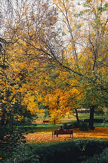 autunno, fogliame, alberi, Parco pubblico, Romania, paesaggio, panoramico, panchine, natura, all'aperto, le foglie, caduto, nazione, rurale, bellissimo, hdr, albero, giallo, foglia, stagione, parco - spazio creato dall'uomo, foresta, pianta, modificare, bellezza nella natura, colore arancione, la tranquillità, terra, panchina, posto a sedere, scena tranquilla, giorno, parco, scenics - natura, crescita, idilliaco, nessuno, collezione autunnale, panchina del parco, 1080P, CC0, dominio pubblico, privo di copyright